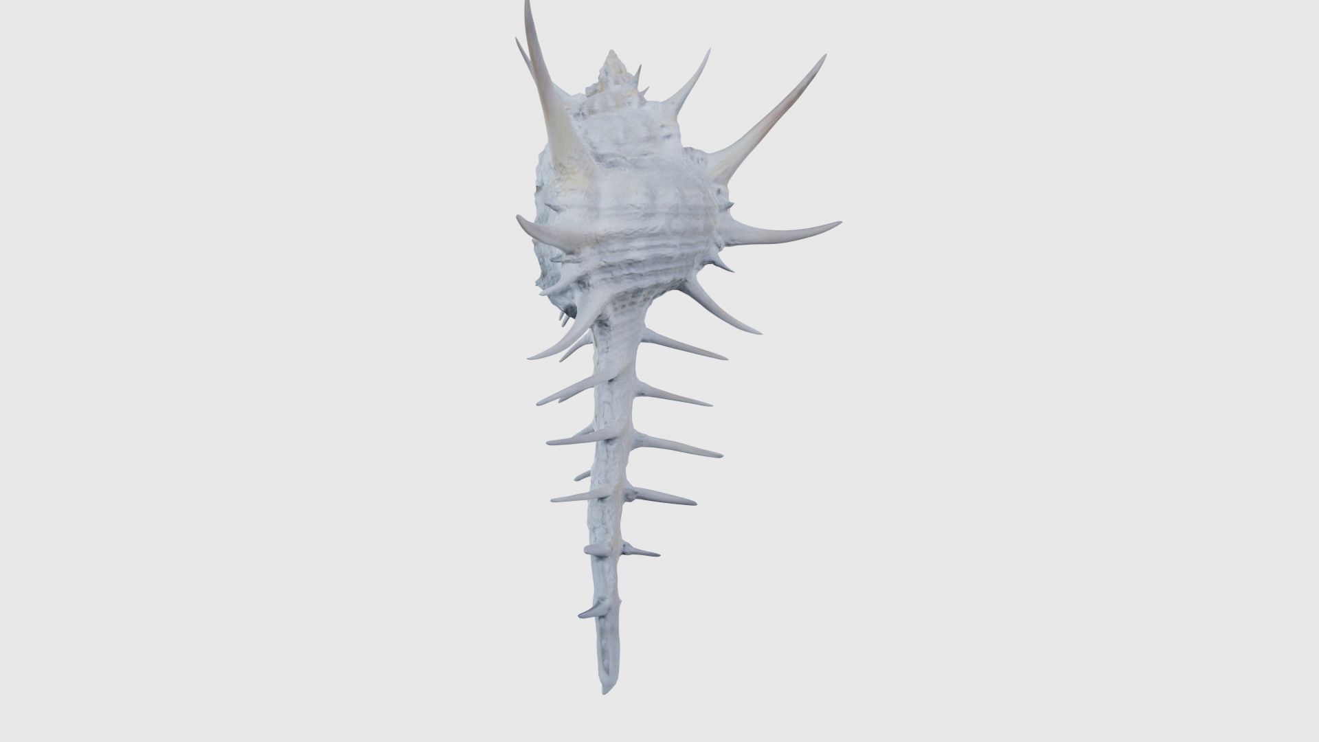 Murex Grassispina Sea Shell Low-poly 3D model_24