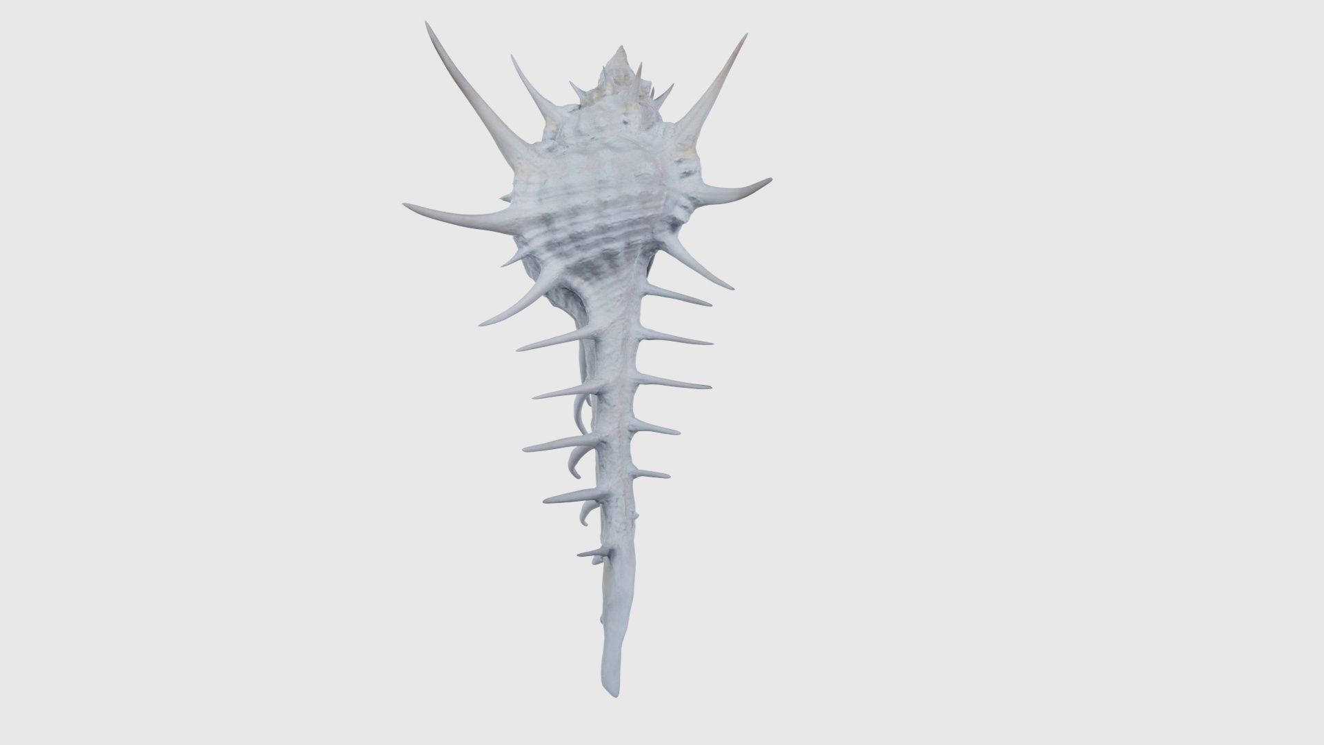 Murex Grassispina Sea Shell Low-poly 3D model_19