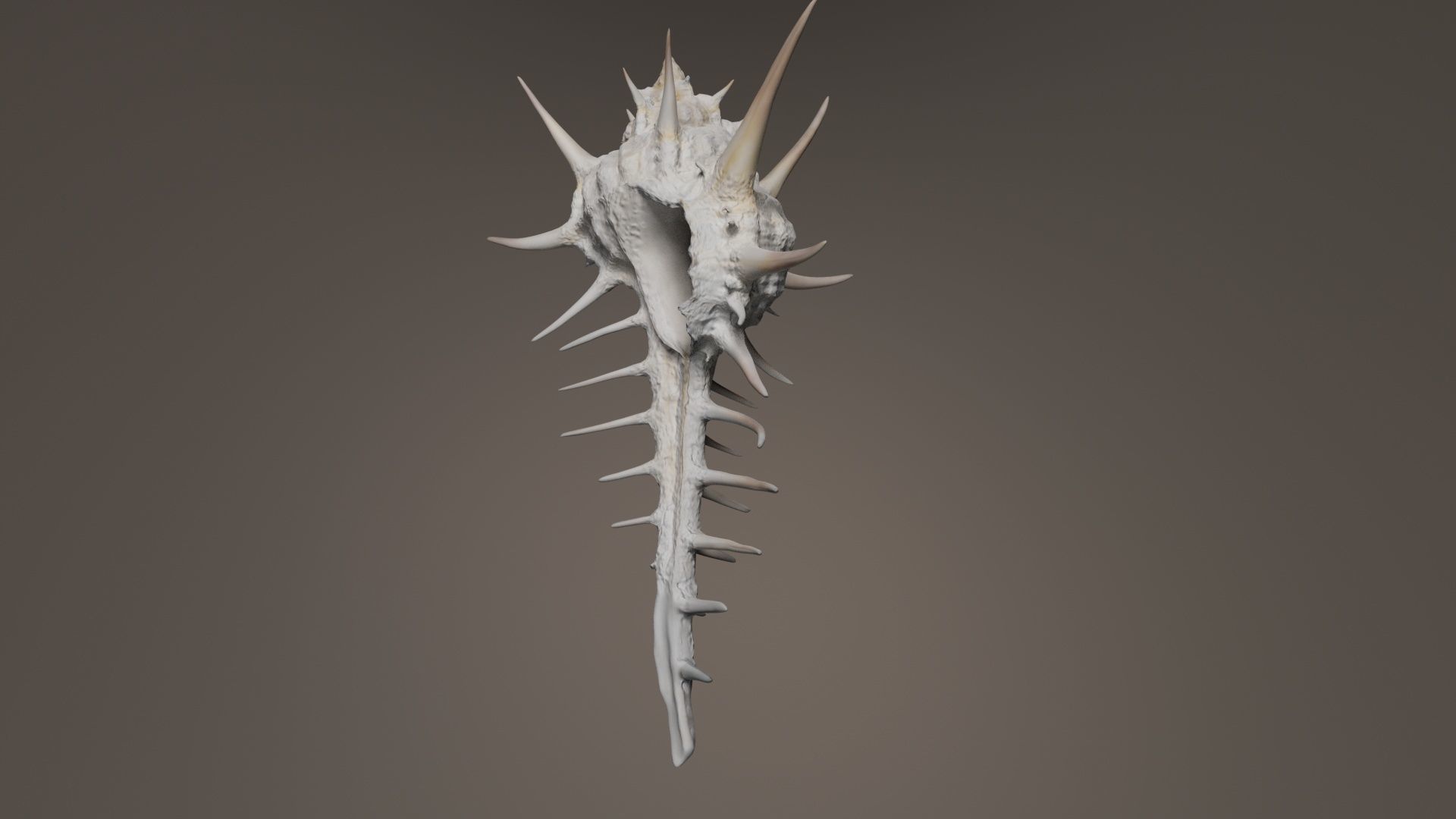 Murex Grassispina Sea Shell Low-poly 3D model_1