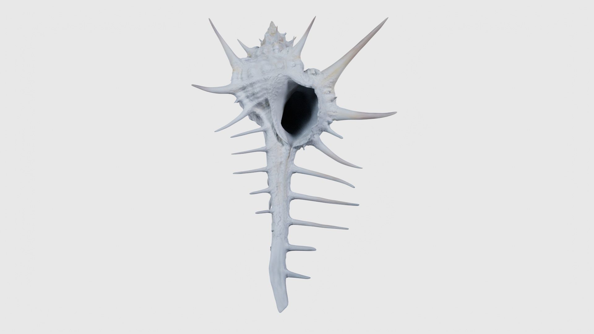 Murex Grassispina Sea Shell Low-poly 3D model_15