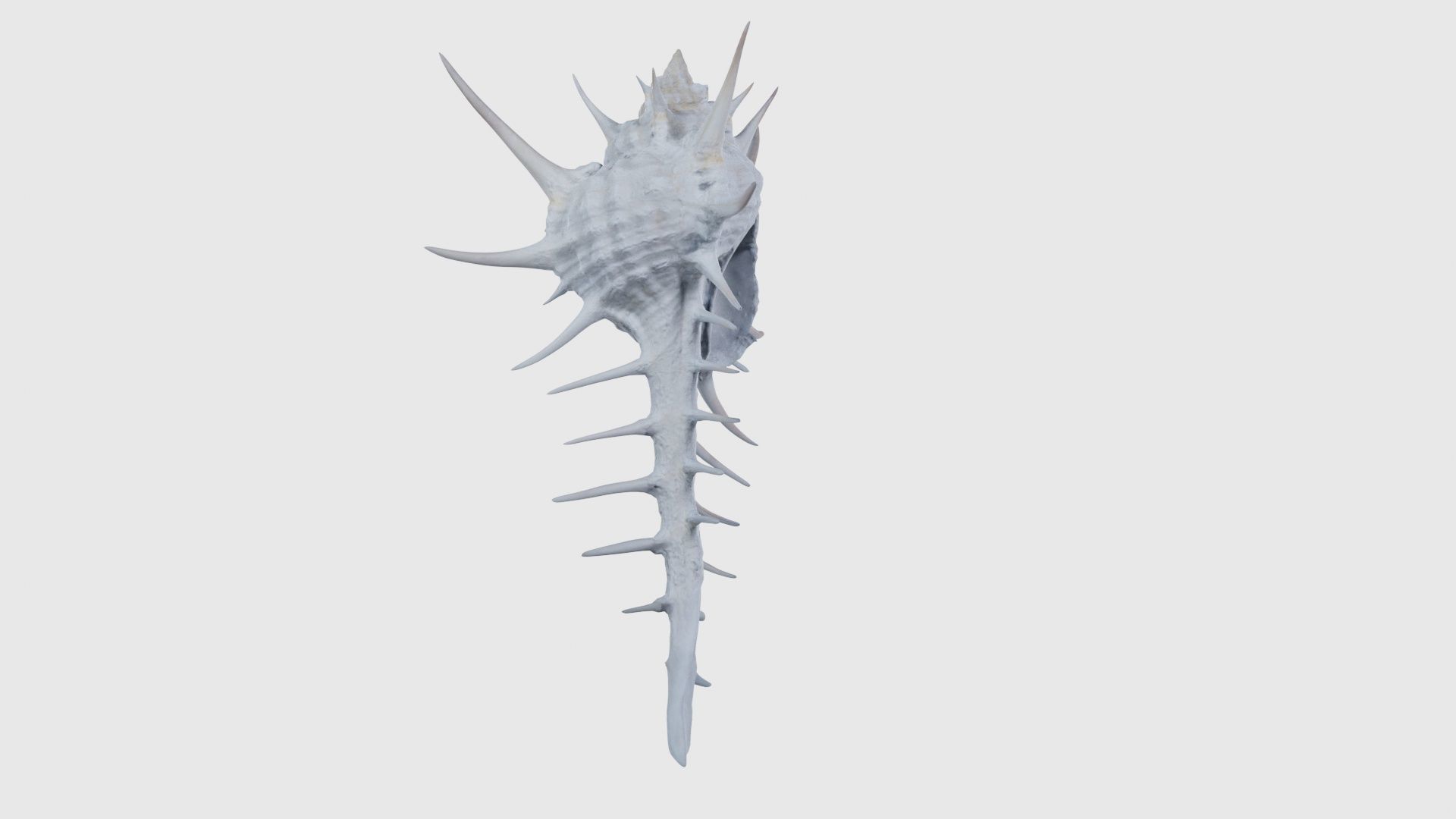 Murex Grassispina Sea Shell Low-poly 3D model_18