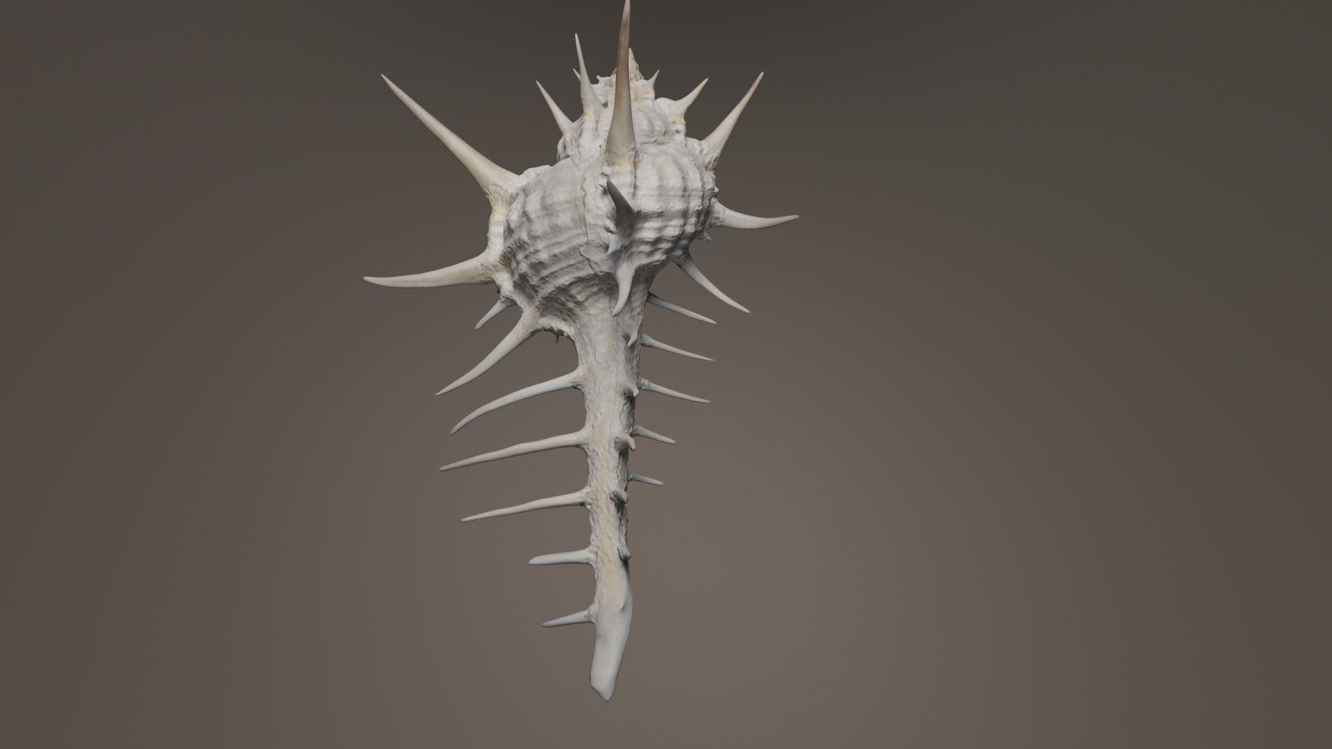 Murex Grassispina Sea Shell Low-poly 3D model_3