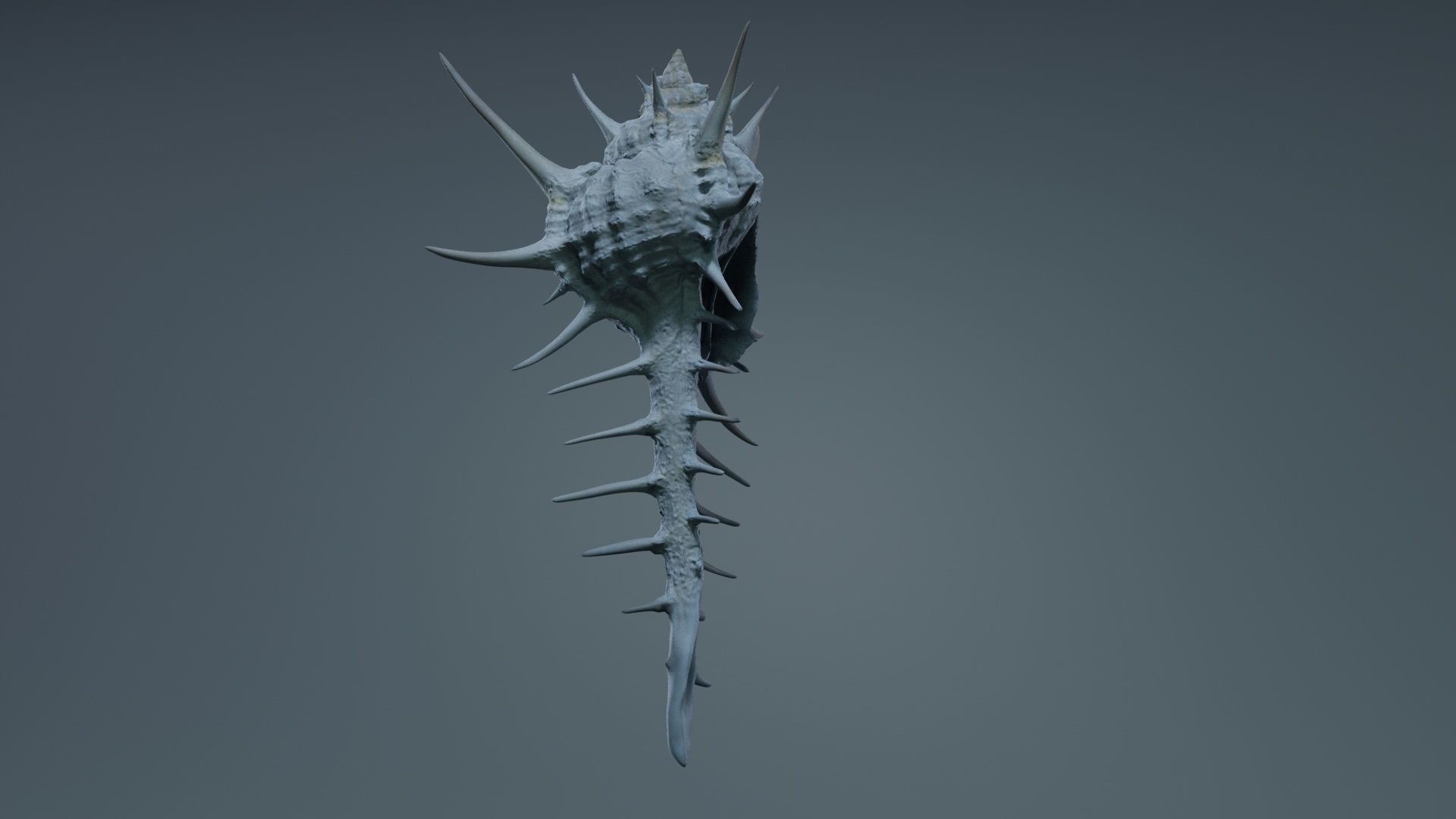 Murex Grassispina Sea Shell Low-poly 3D model_7