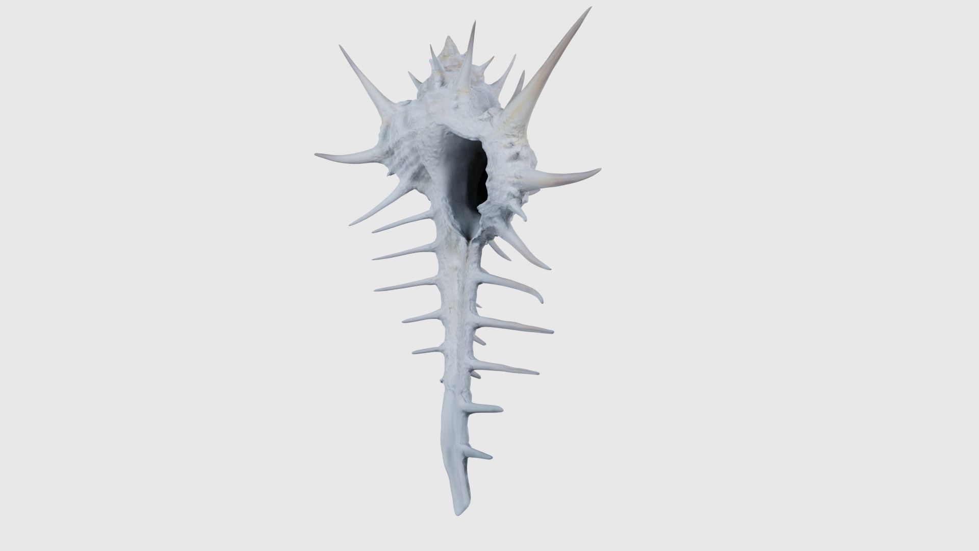 Murex Grassispina Sea Shell Low-poly 3D model_26