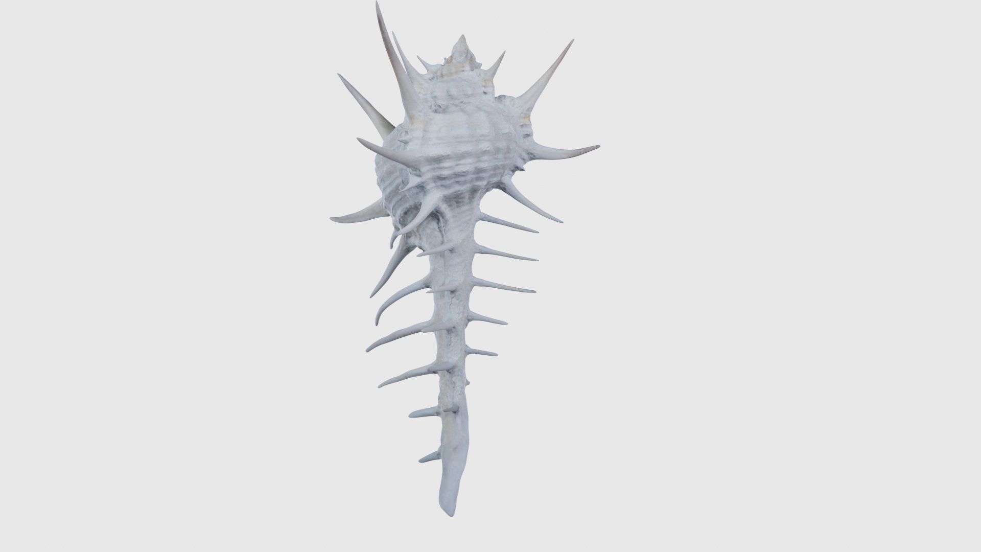Murex Grassispina Sea Shell Low-poly 3D model_20