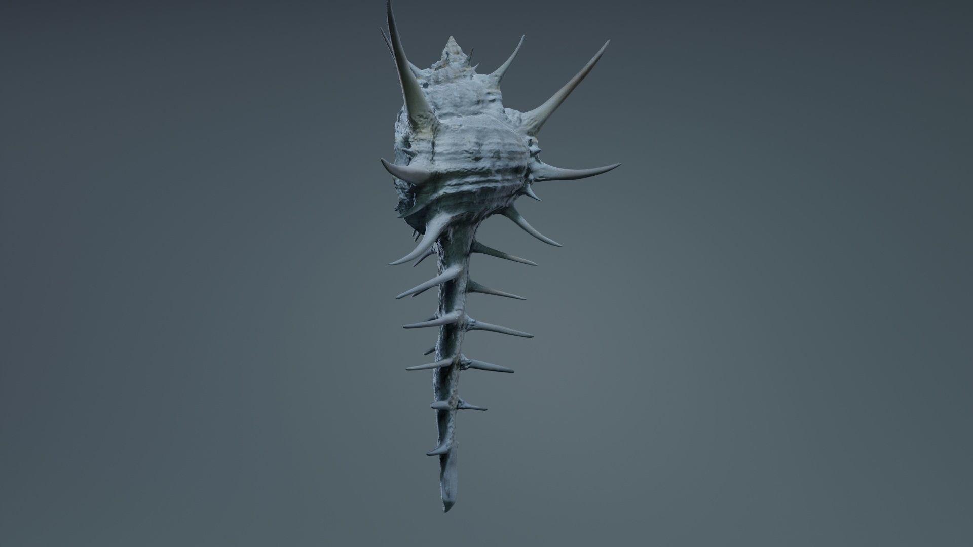 Murex Grassispina Sea Shell Low-poly 3D model_6