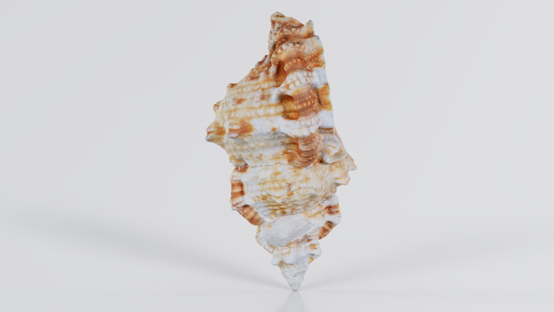 Muricidae Mollusk Sea Shell Low-poly 3D model_7