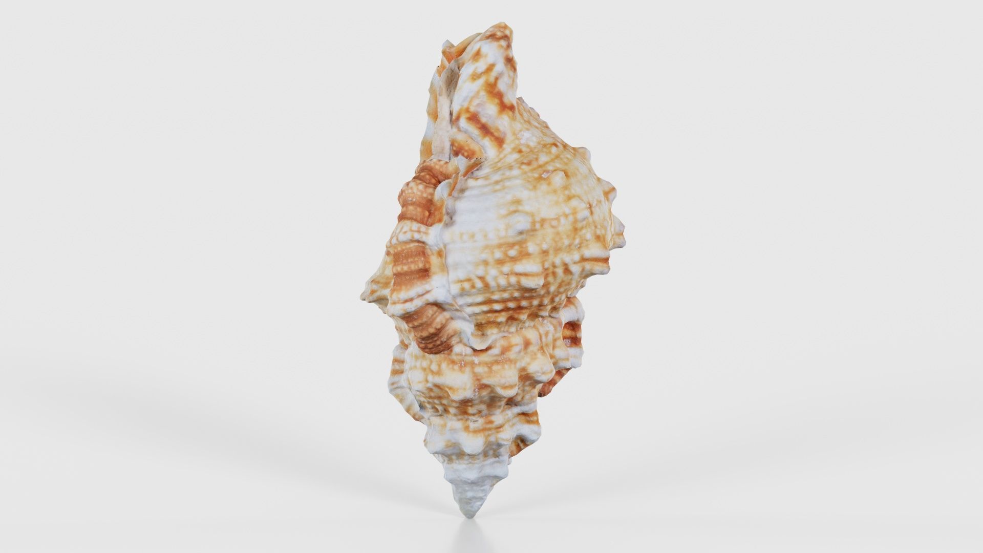 Muricidae Mollusk Sea Shell Low-poly 3D model_24