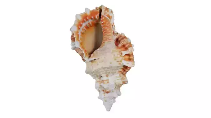 Muricidae Mollusk Sea Shell Low-poly 3D model