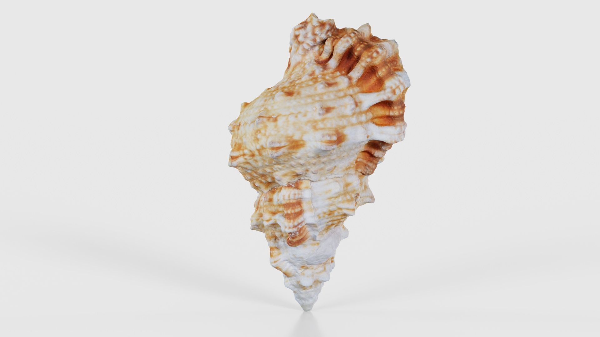Muricidae Mollusk Sea Shell Low-poly 3D model_20