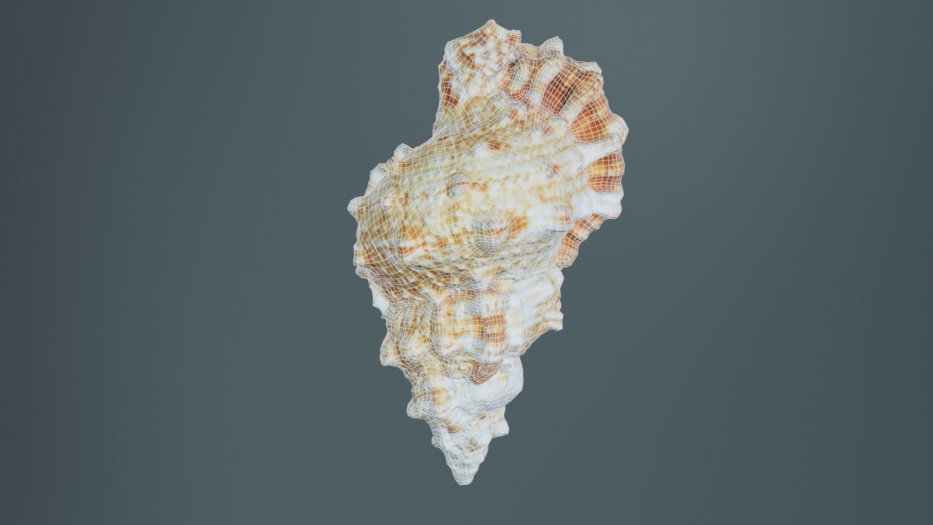 Muricidae Mollusk Sea Shell Low-poly 3D model_10