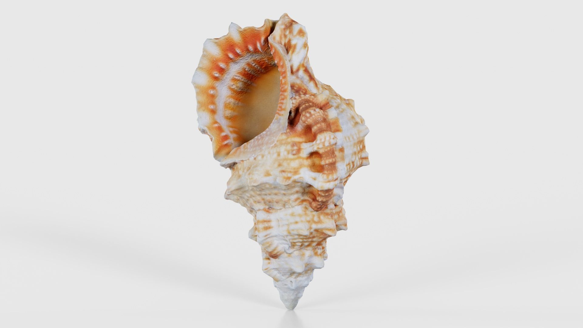 Muricidae Mollusk Sea Shell Low-poly 3D model_26
