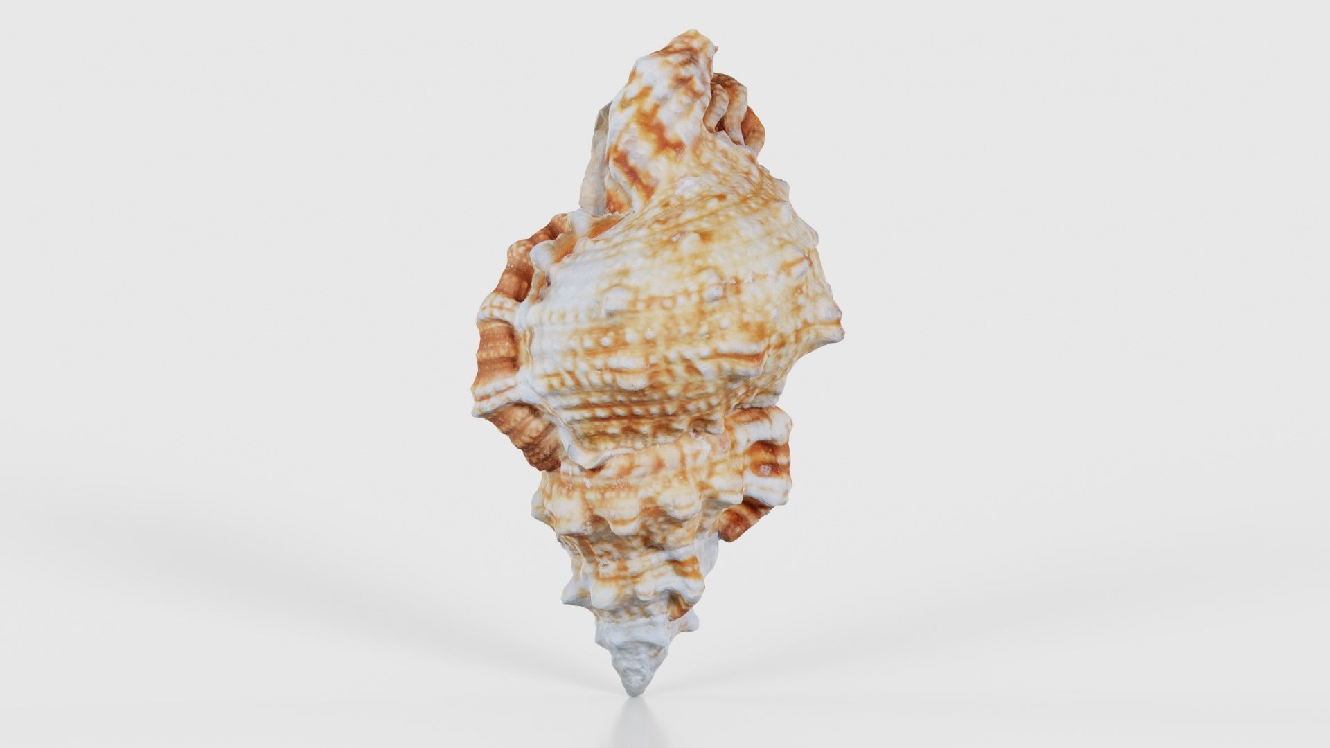 Muricidae Mollusk Sea Shell Low-poly 3D model_23