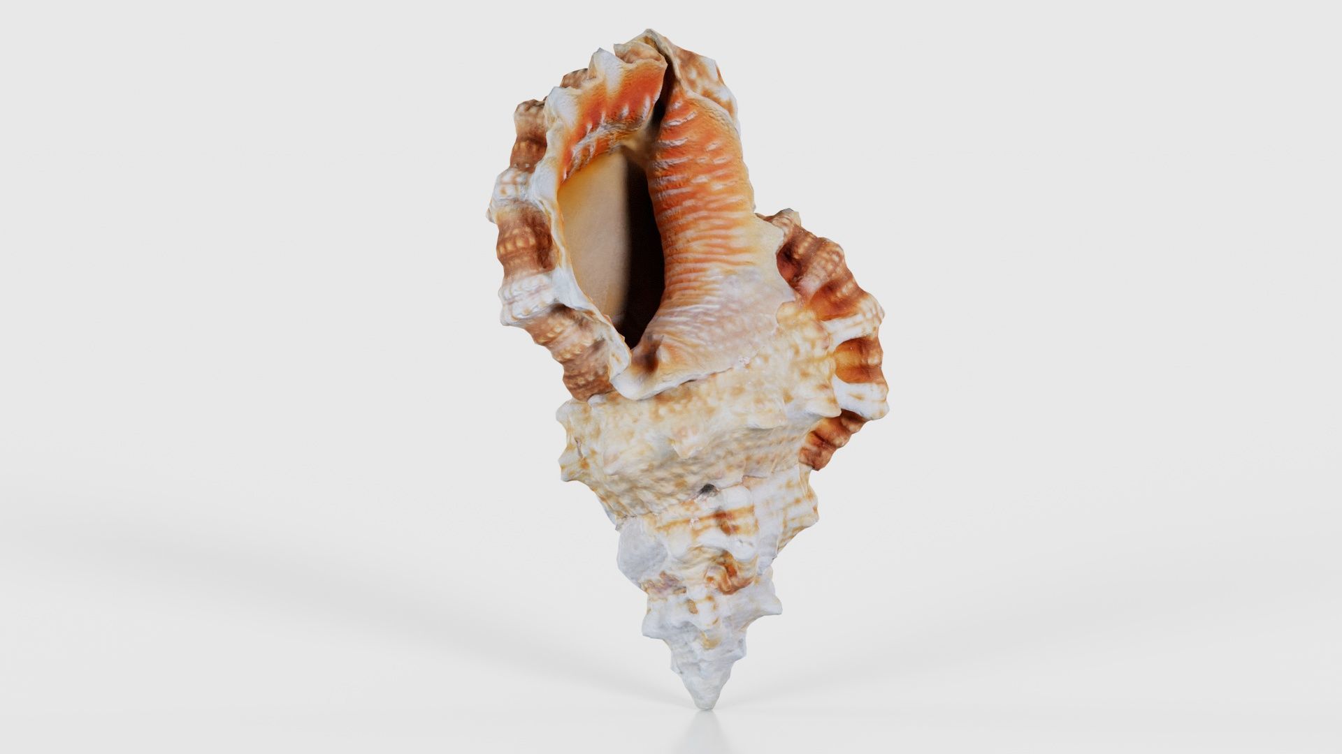 Muricidae Mollusk Sea Shell Low-poly 3D model_16