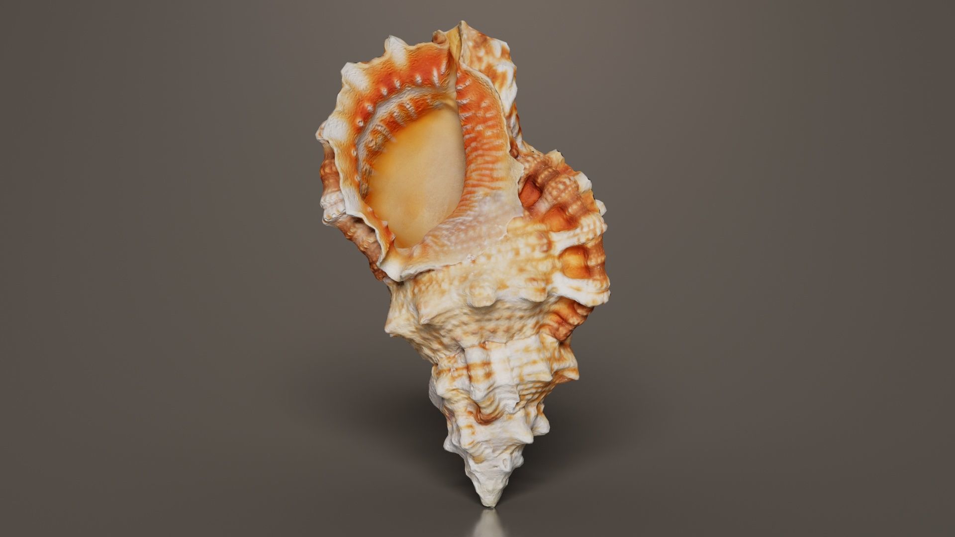 Muricidae Mollusk Sea Shell Low-poly 3D model_8