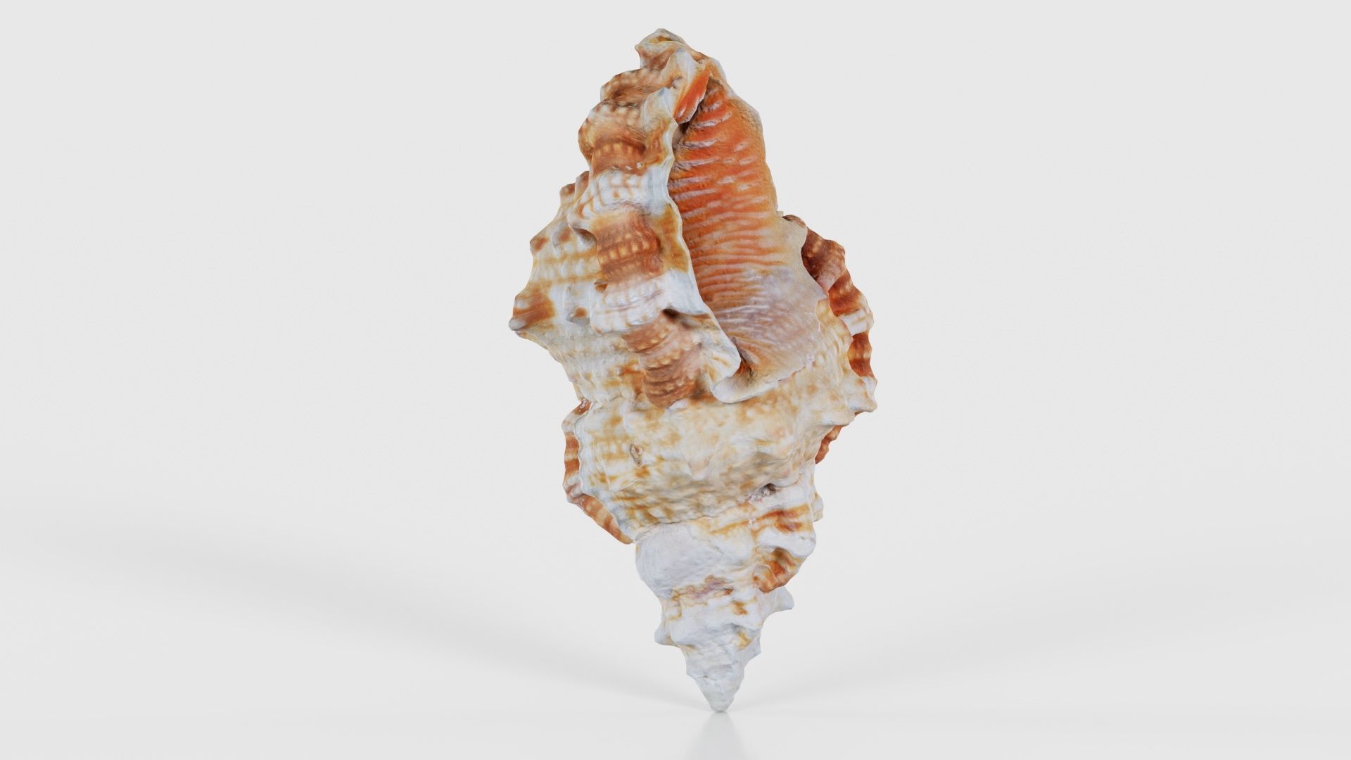 Muricidae Mollusk Sea Shell Low-poly 3D model_17
