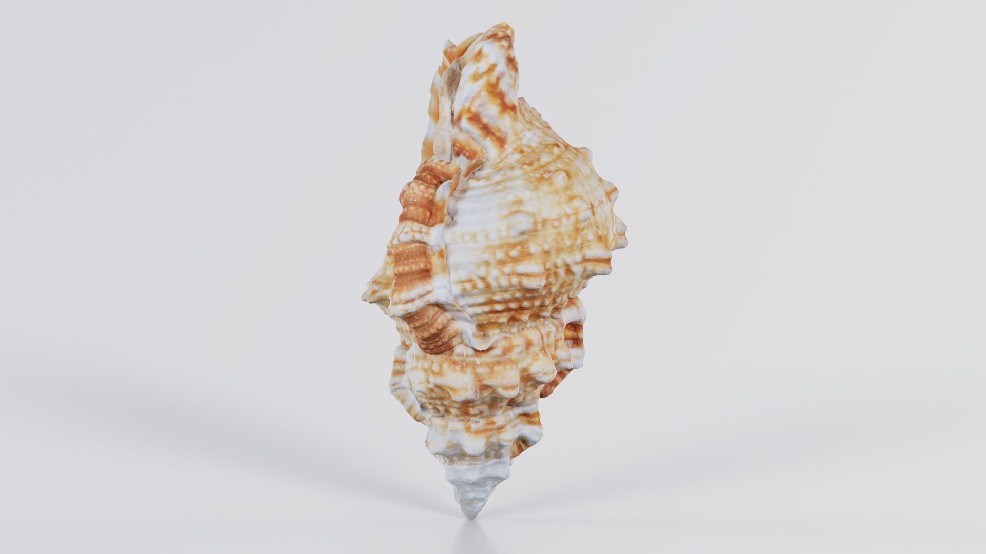 Muricidae Mollusk Sea Shell Low-poly 3D model_5