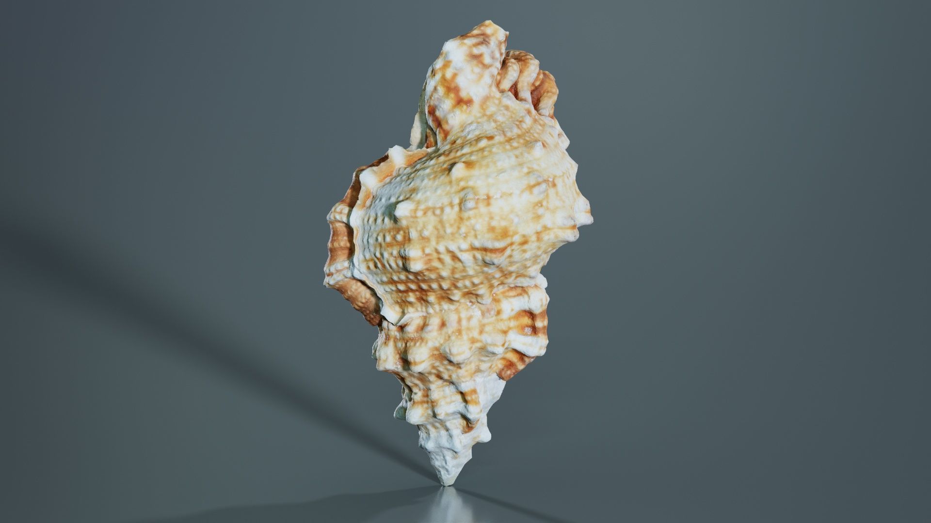 Muricidae Mollusk Sea Shell Low-poly 3D model_6