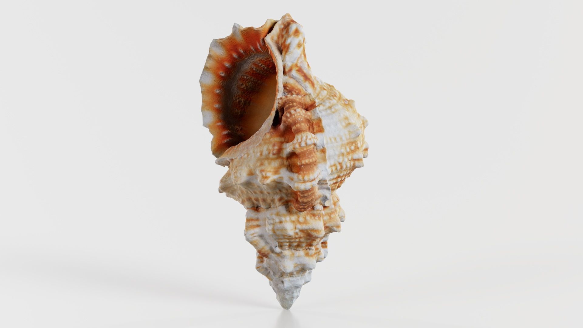Muricidae Mollusk Sea Shell Low-poly 3D model_1