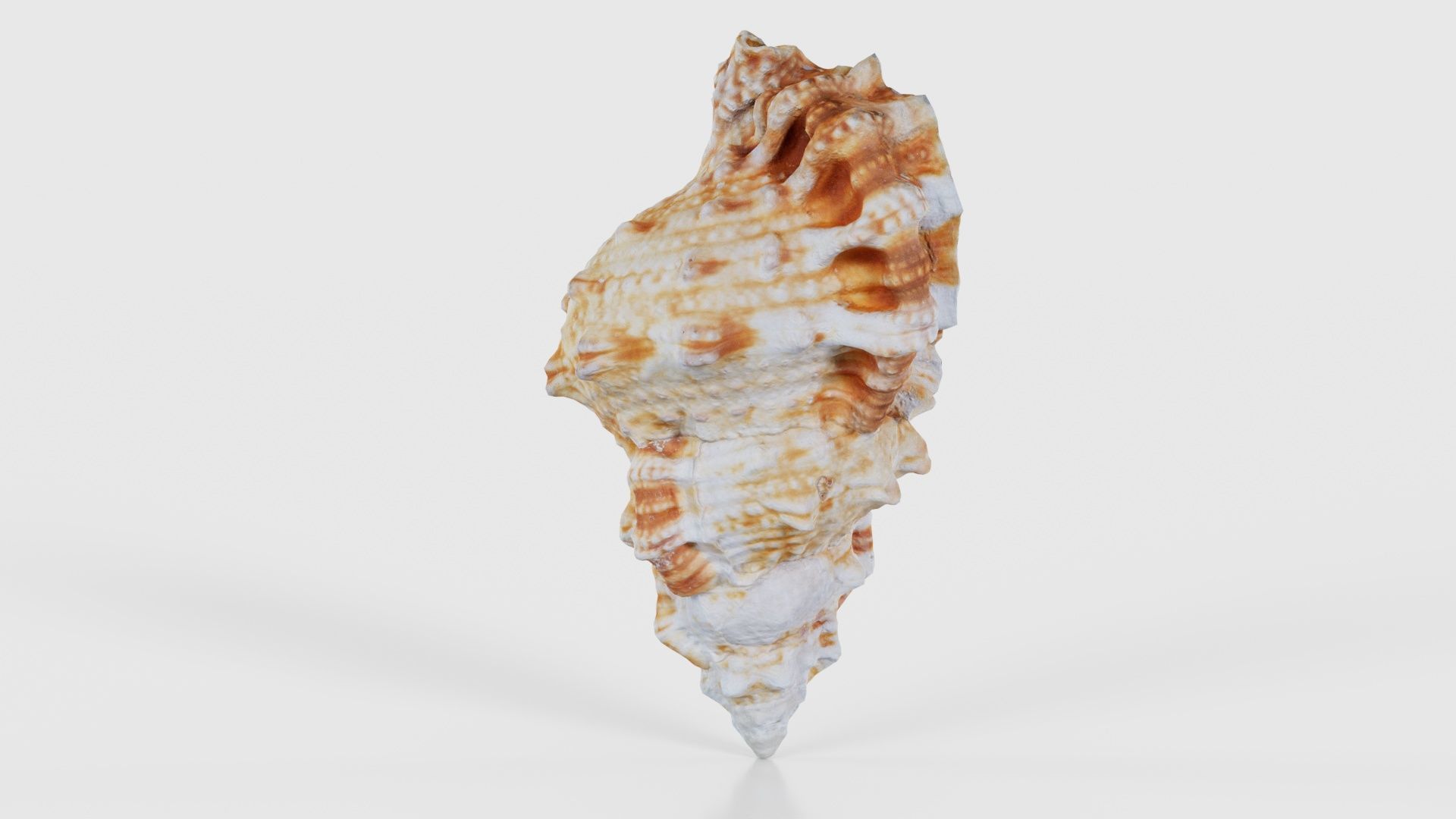 Muricidae Mollusk Sea Shell Low-poly 3D model_19