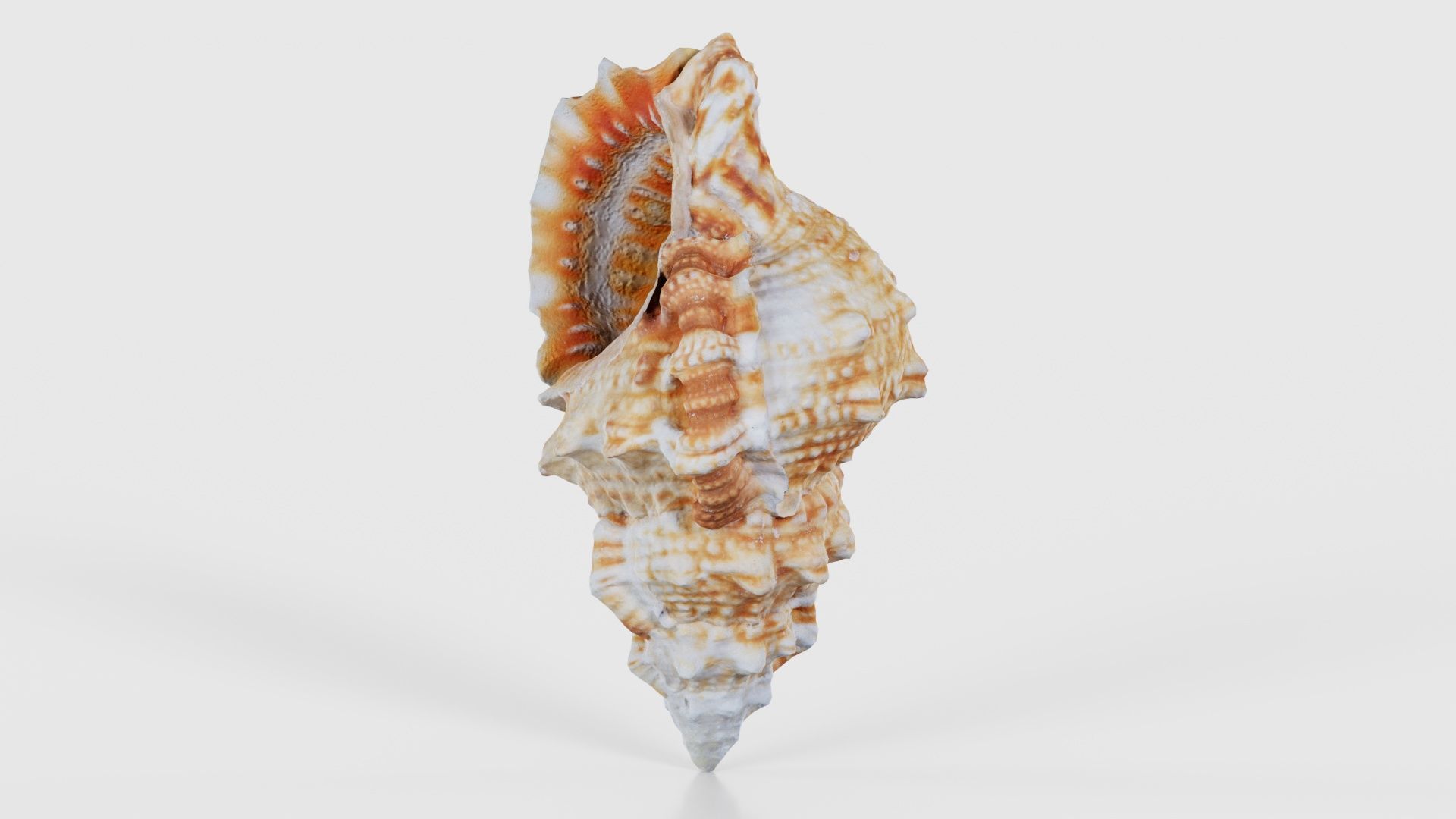 Muricidae Mollusk Sea Shell Low-poly 3D model_25