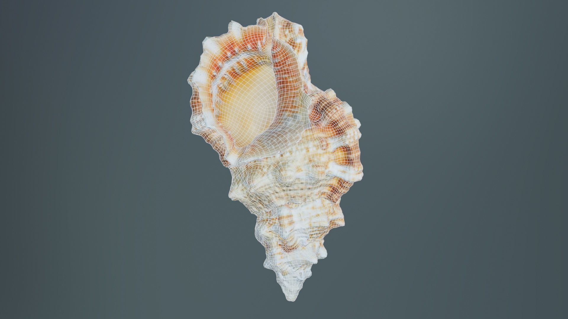 Muricidae Mollusk Sea Shell Low-poly 3D model_9