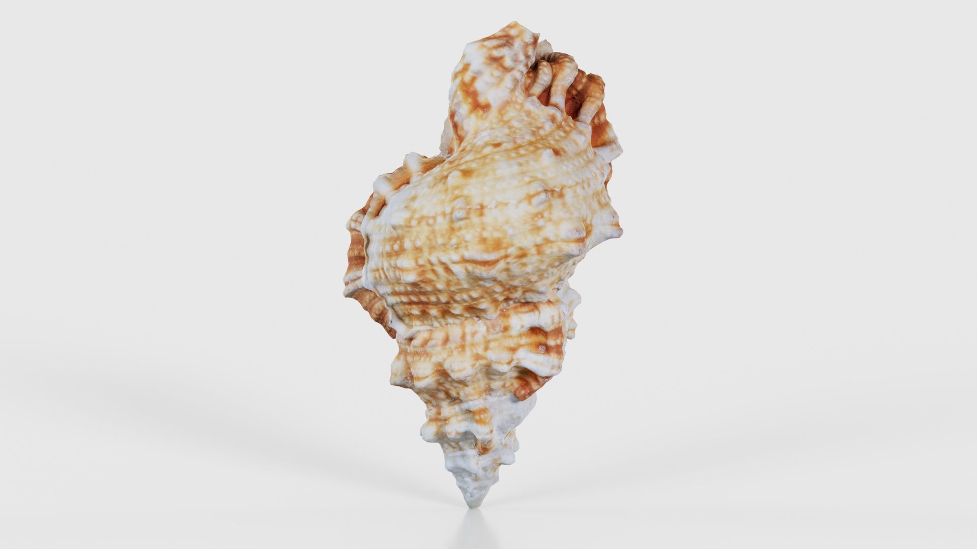 Muricidae Mollusk Sea Shell Low-poly 3D model_22
