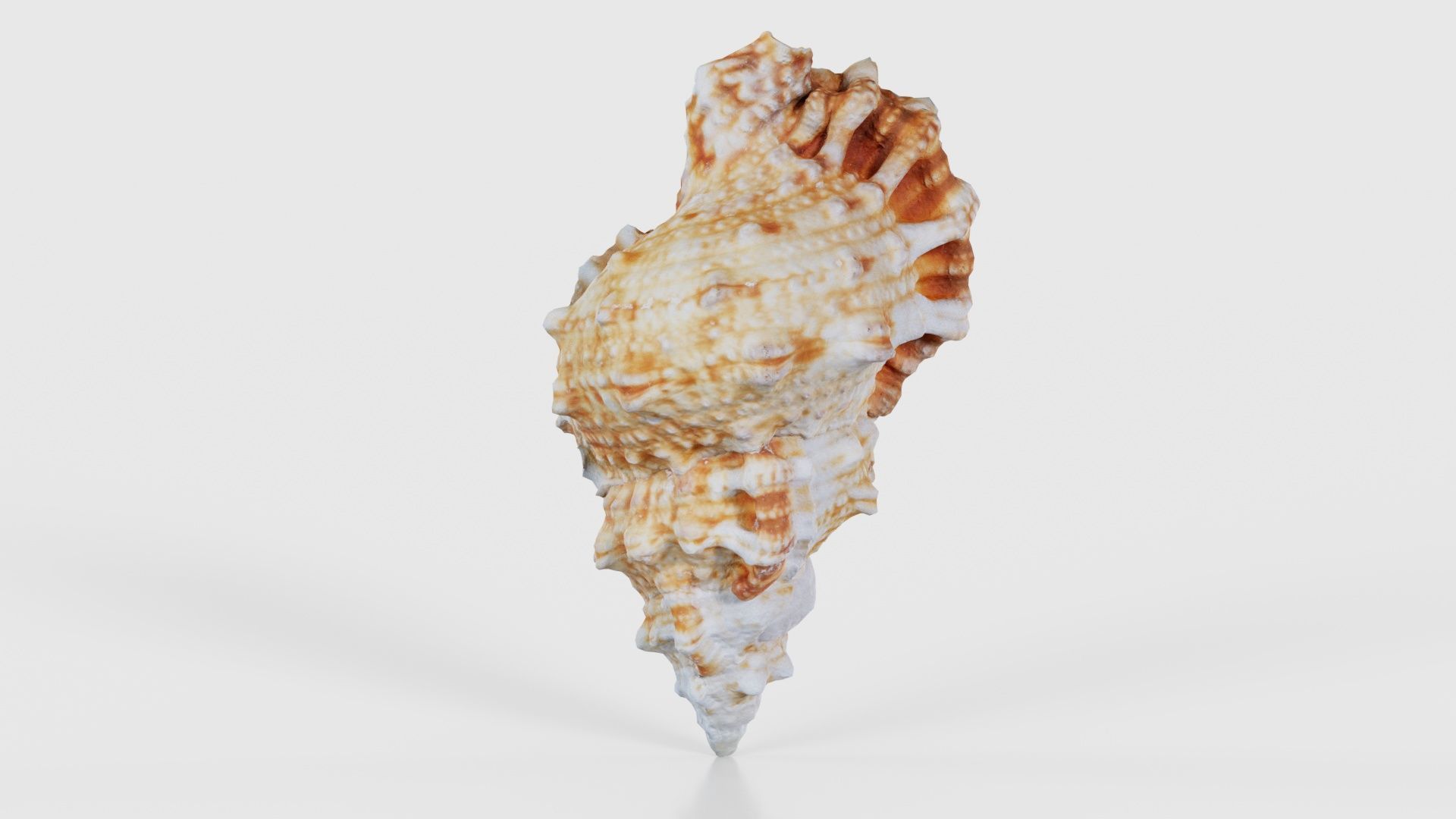 Muricidae Mollusk Sea Shell Low-poly 3D model_21