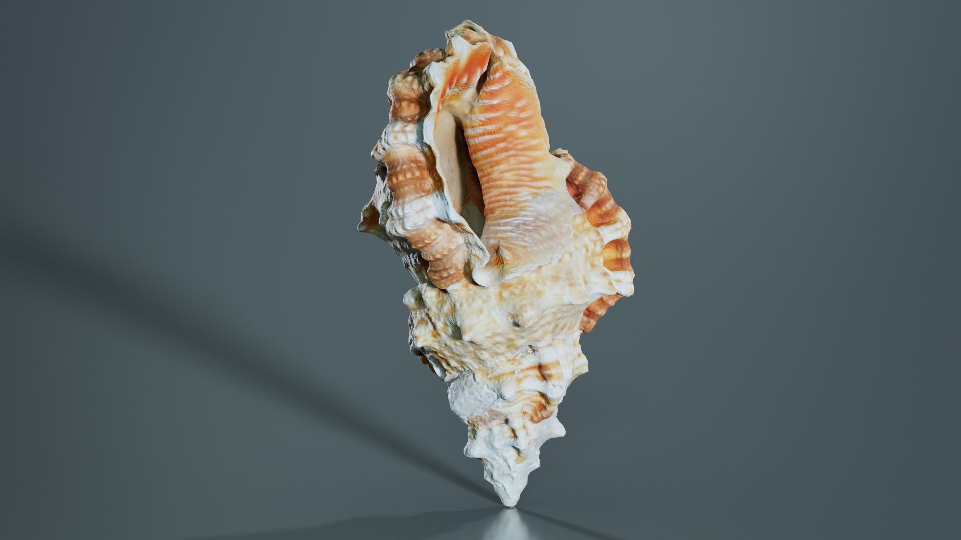 Muricidae Mollusk Sea Shell Low-poly 3D model_2