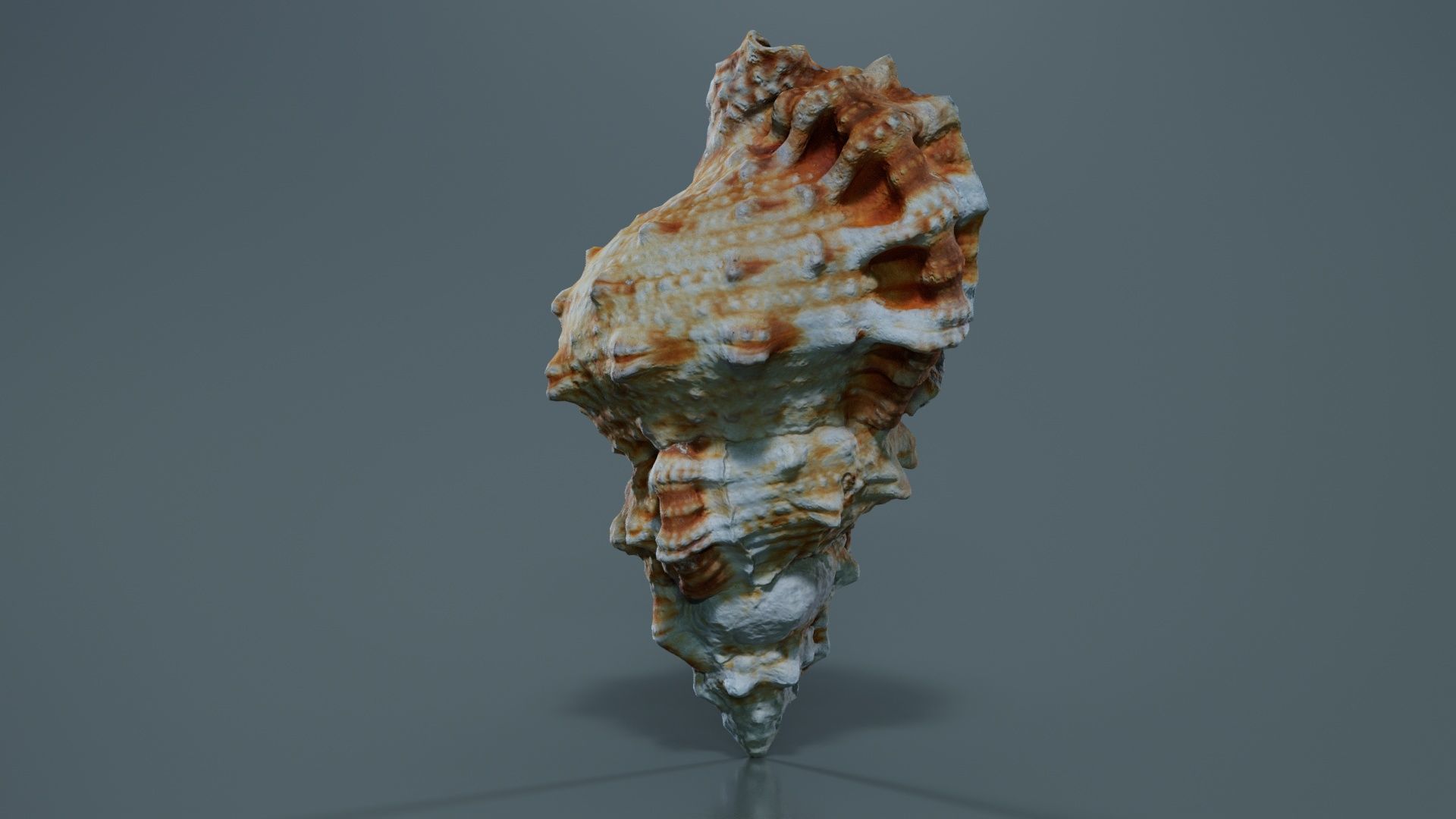 Muricidae Mollusk Sea Shell Low-poly 3D model_4