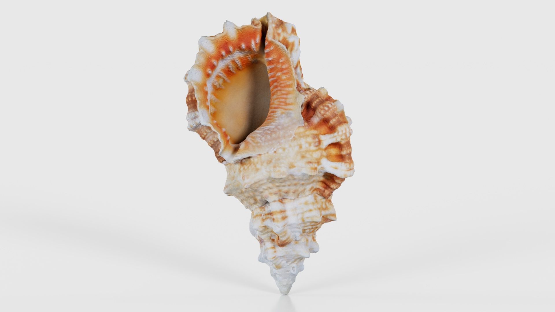 Muricidae Mollusk Sea Shell Low-poly 3D model_15