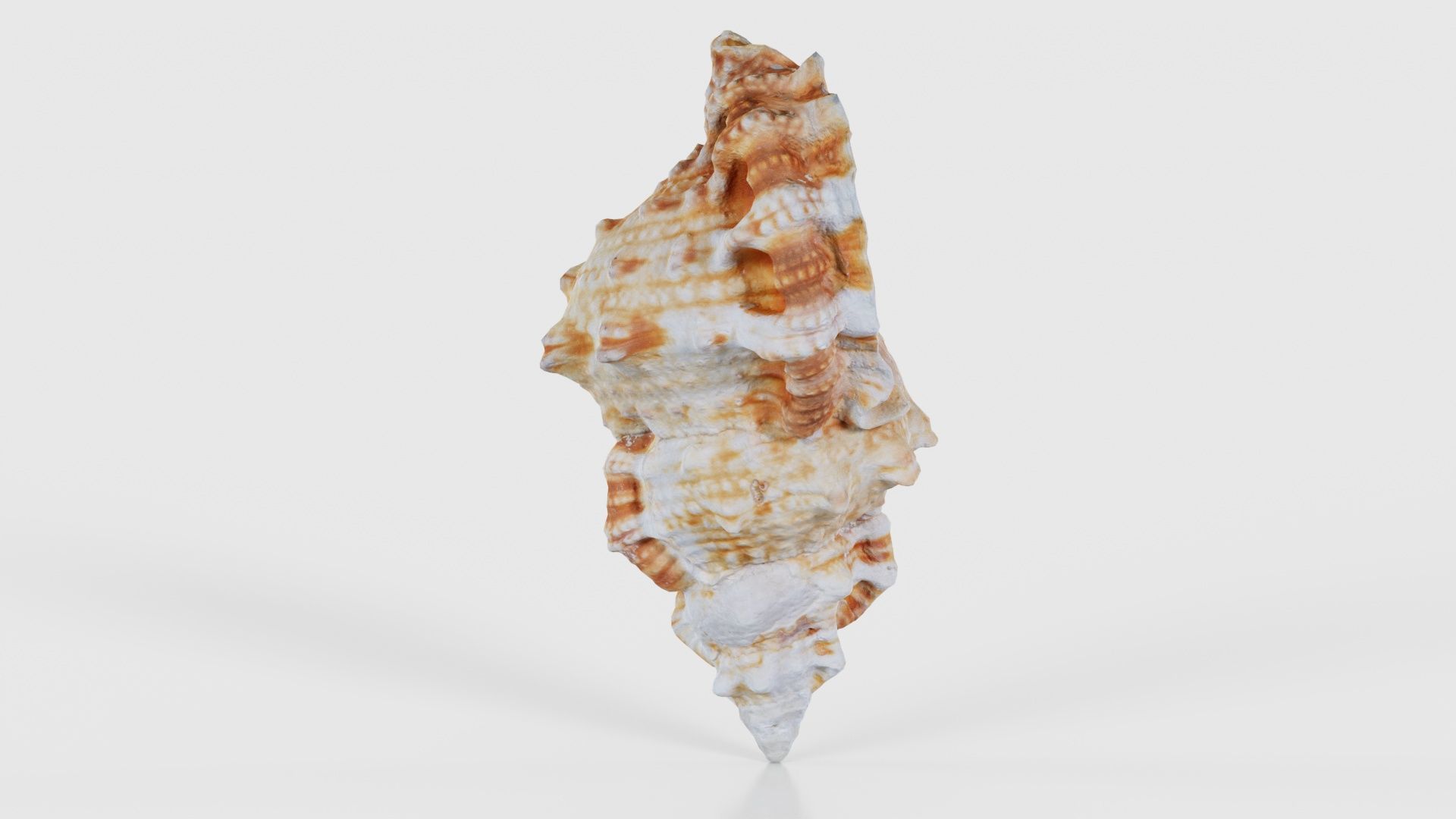 Muricidae Mollusk Sea Shell Low-poly 3D model_18