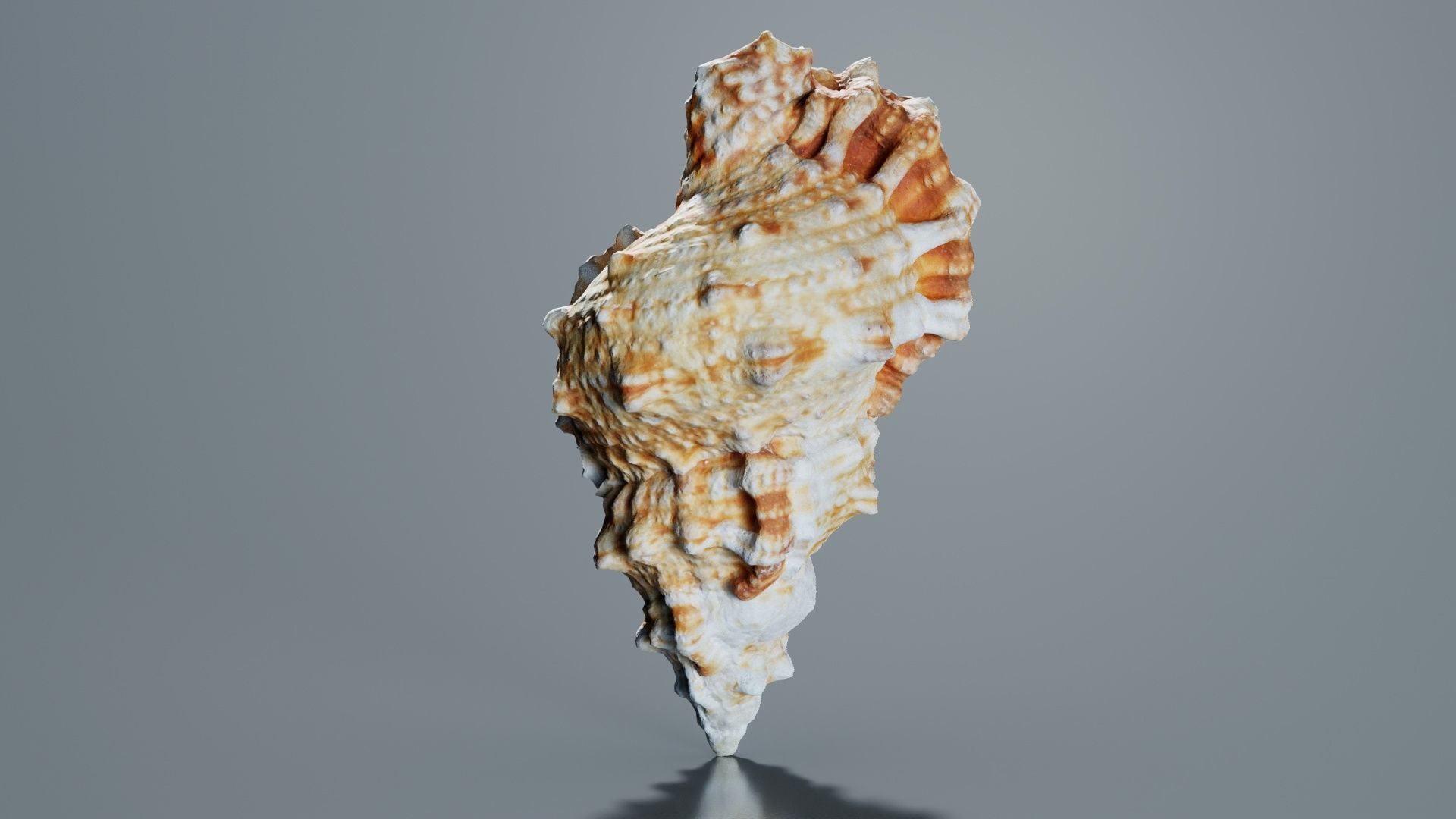 Muricidae Mollusk Sea Shell Low-poly 3D model_3