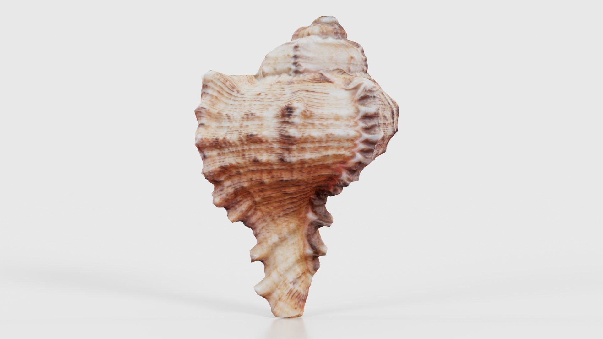 Shell Low-poly 3D model_22