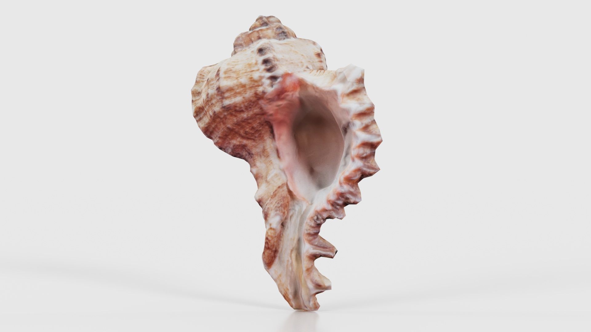 Shell Low-poly 3D model_26