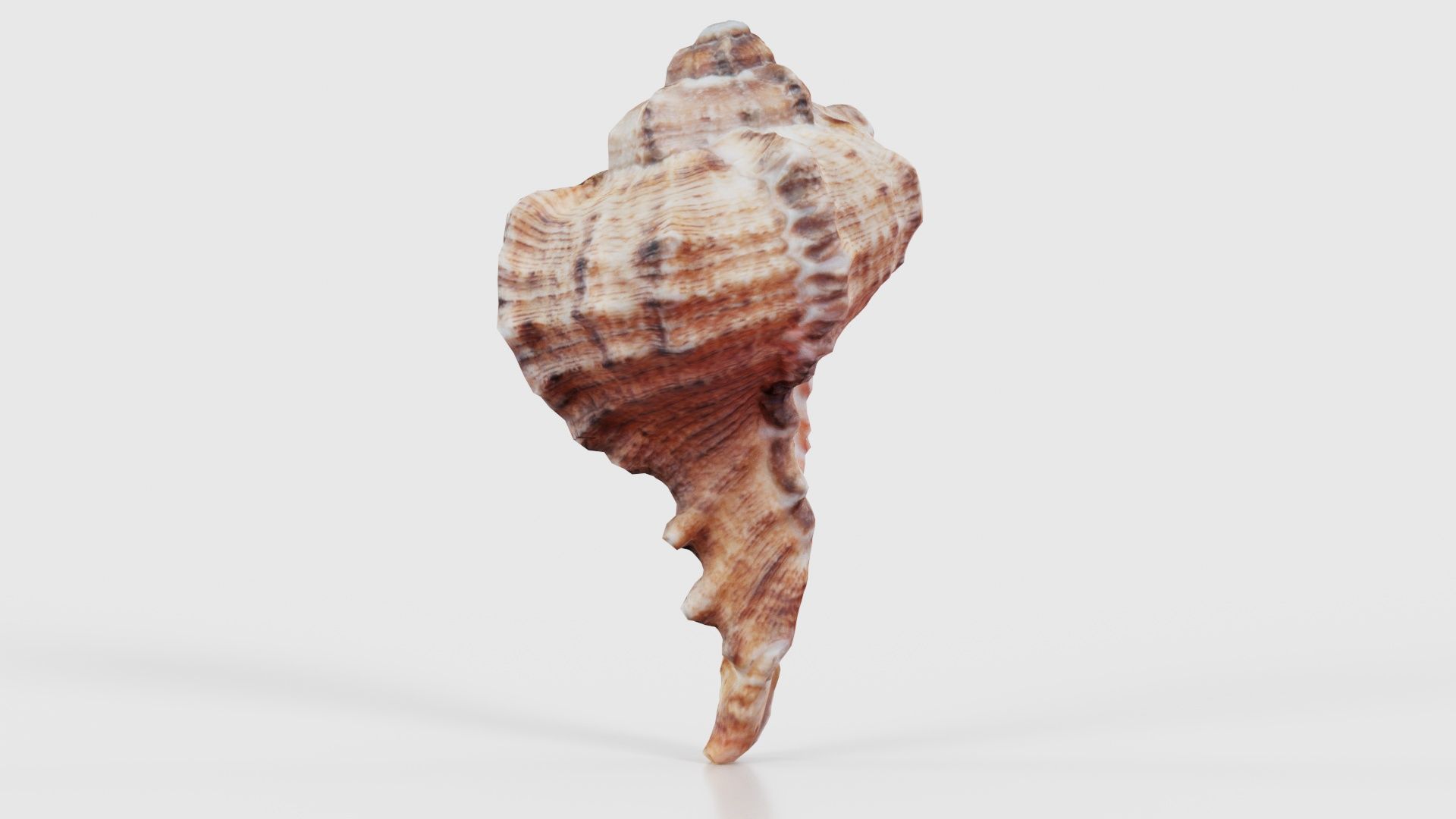 Shell Low-poly 3D model_18