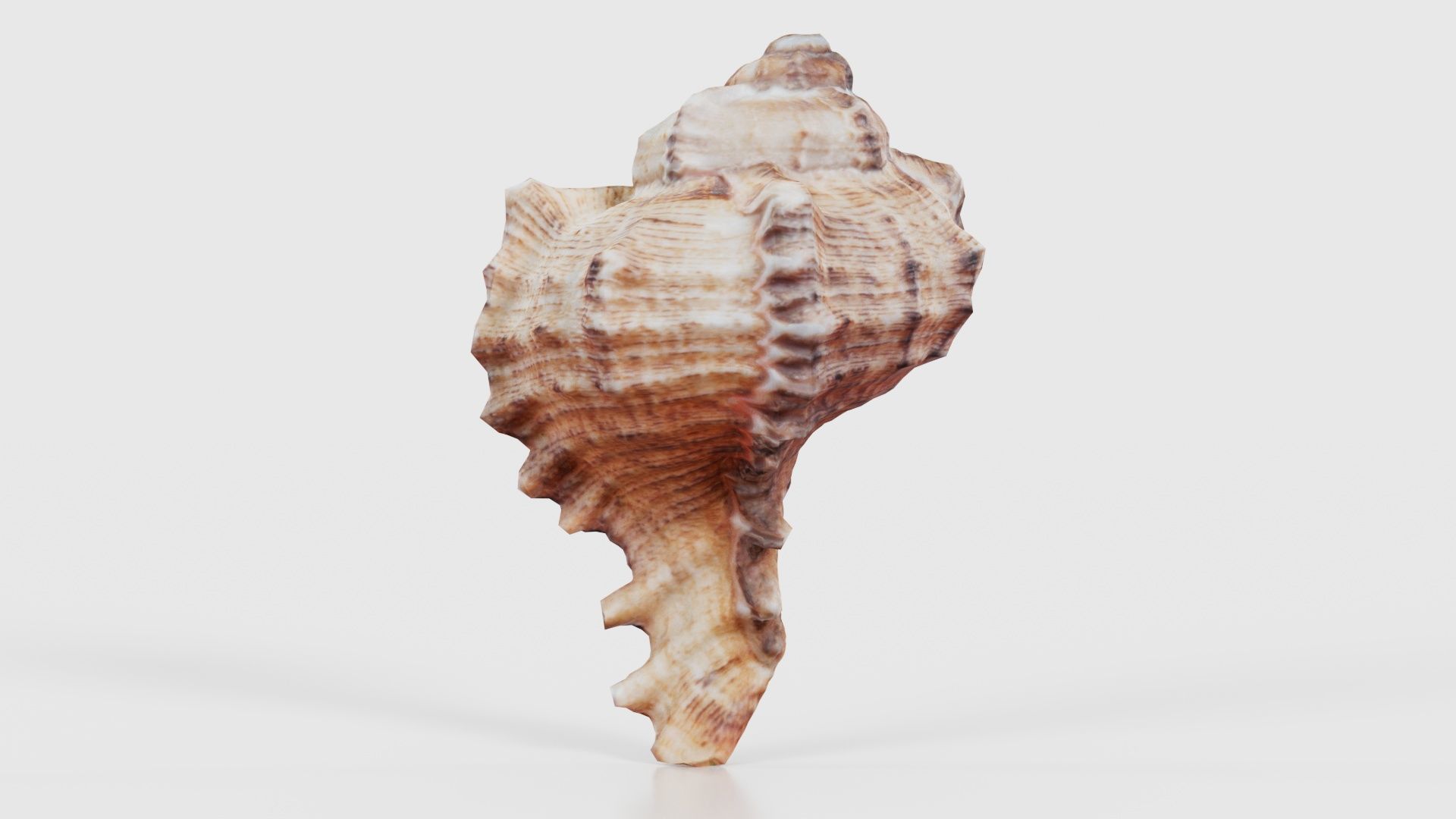 Shell Low-poly 3D model_21
