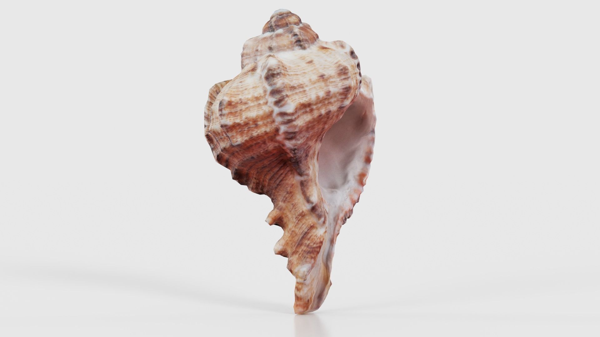 Shell Low-poly 3D model_17
