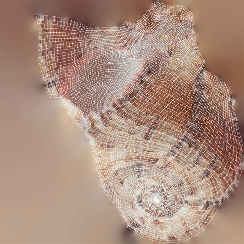 Shell Low-poly 3D model_14