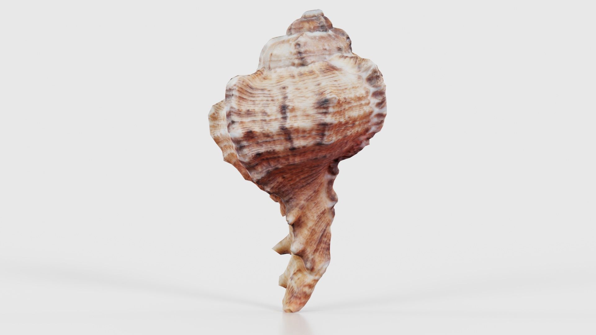 Shell Low-poly 3D model_19