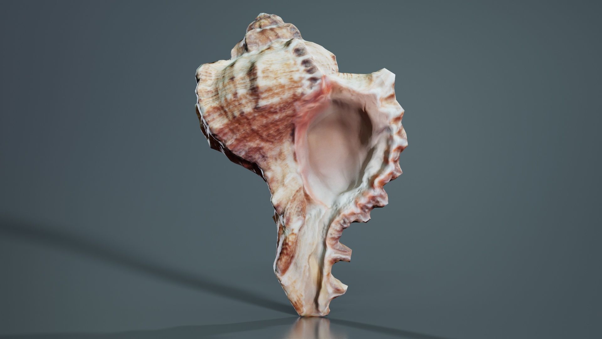 Shell Low-poly 3D model_7