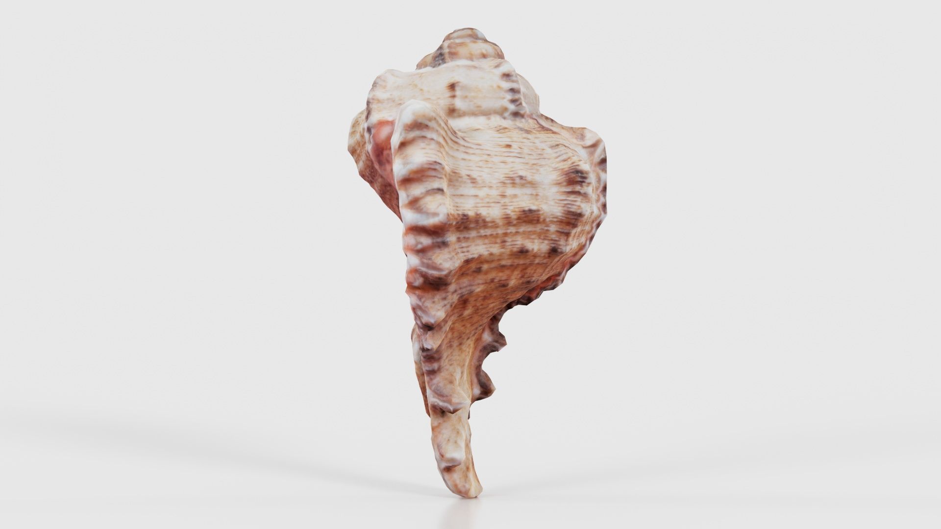 Shell Low-poly 3D model_24