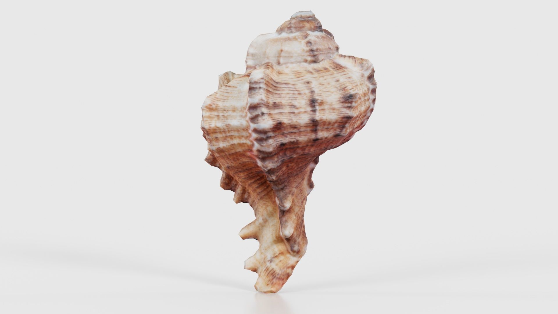 Shell Low-poly 3D model_20
