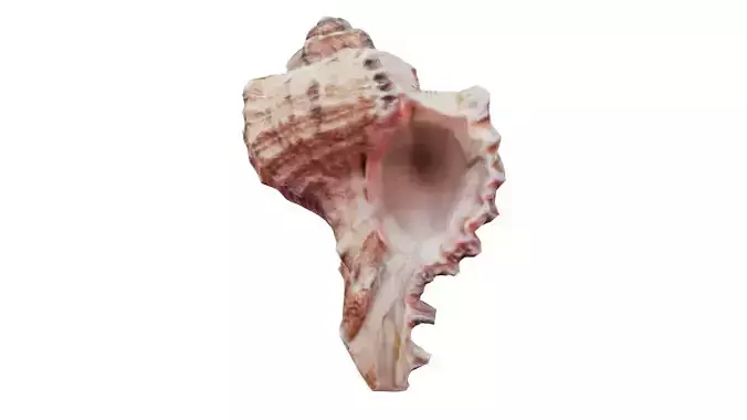 Shell Low-poly 3D model Shell Low-poly 3D model