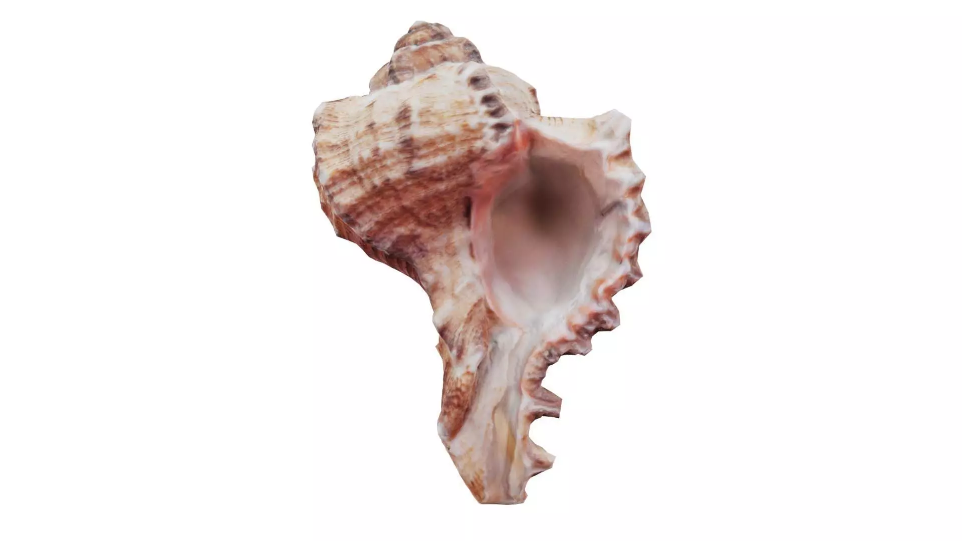 Shell Low-poly 3D model_0