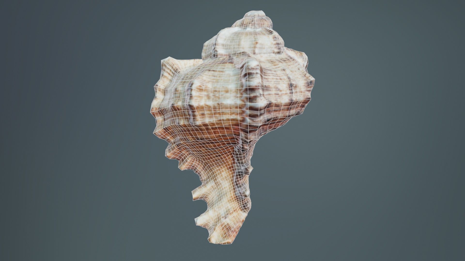 Shell Low-poly 3D model_10