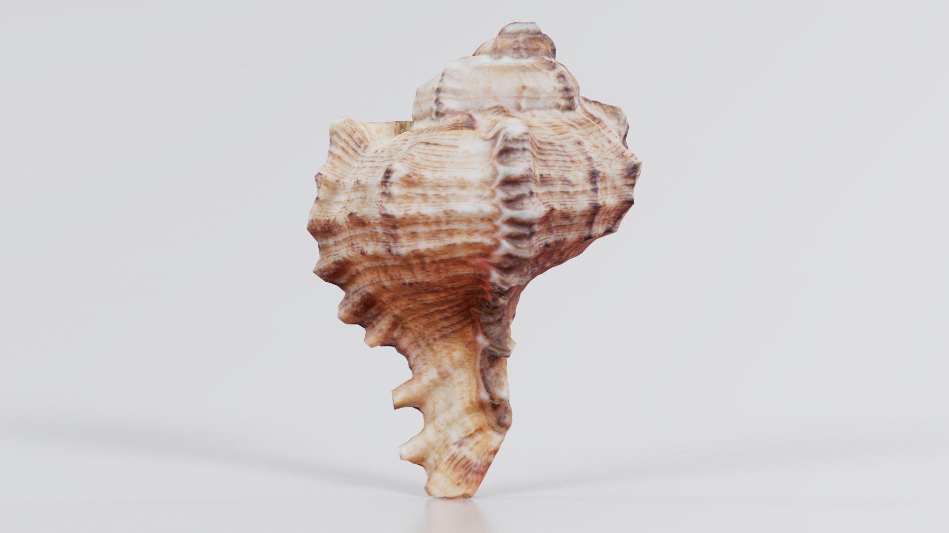 Shell Low-poly 3D model_1