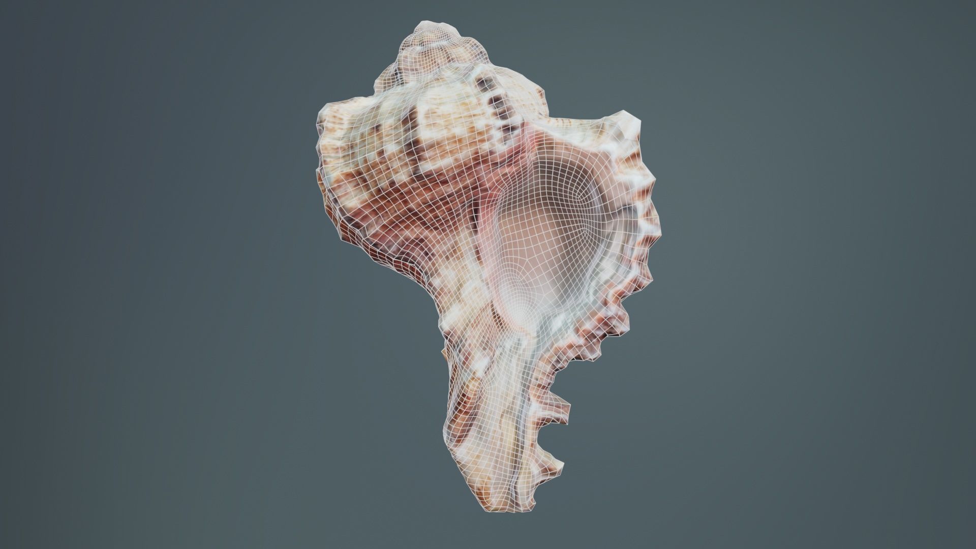 Shell Low-poly 3D model_9