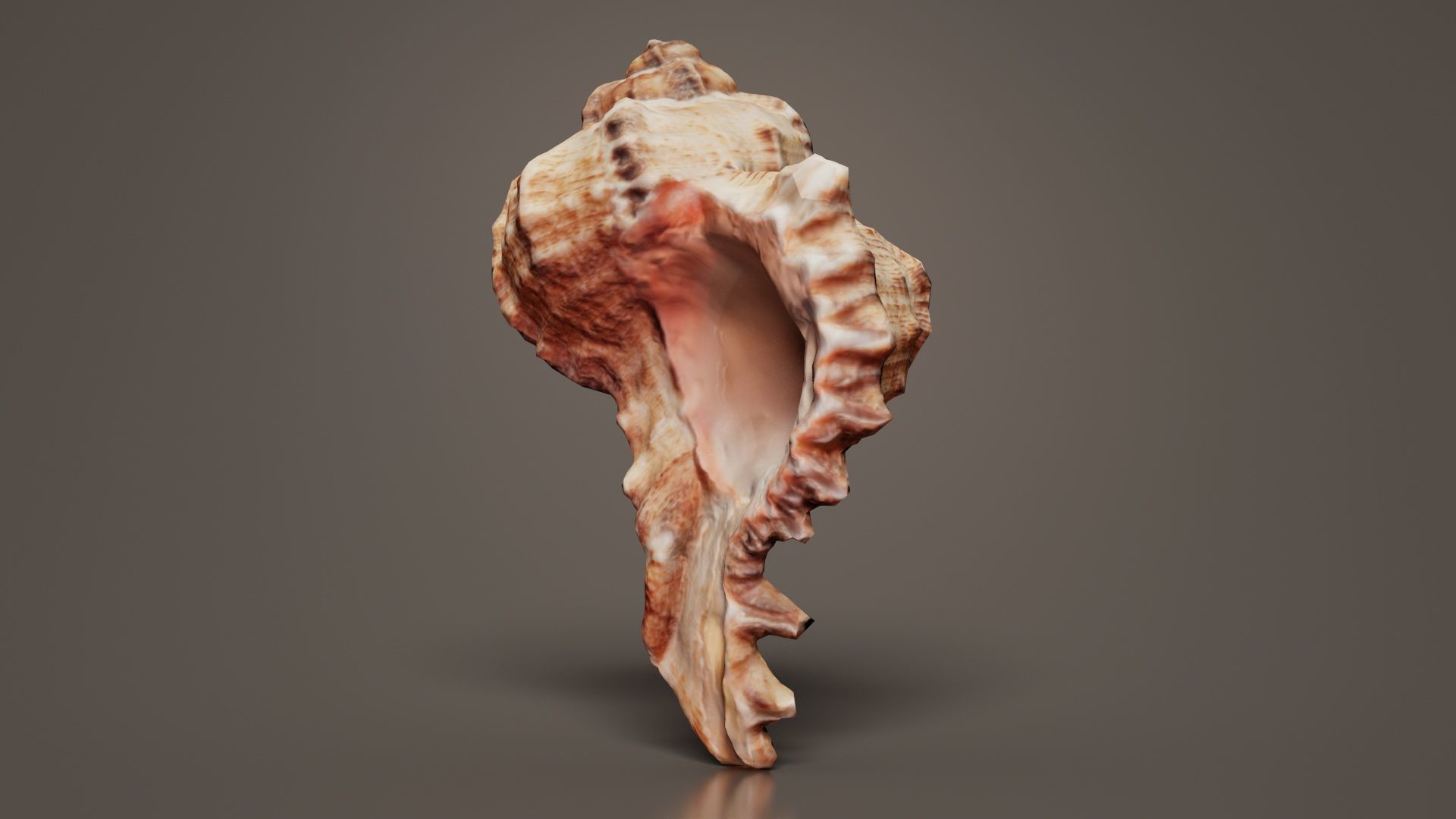 Shell Low-poly 3D model_6
