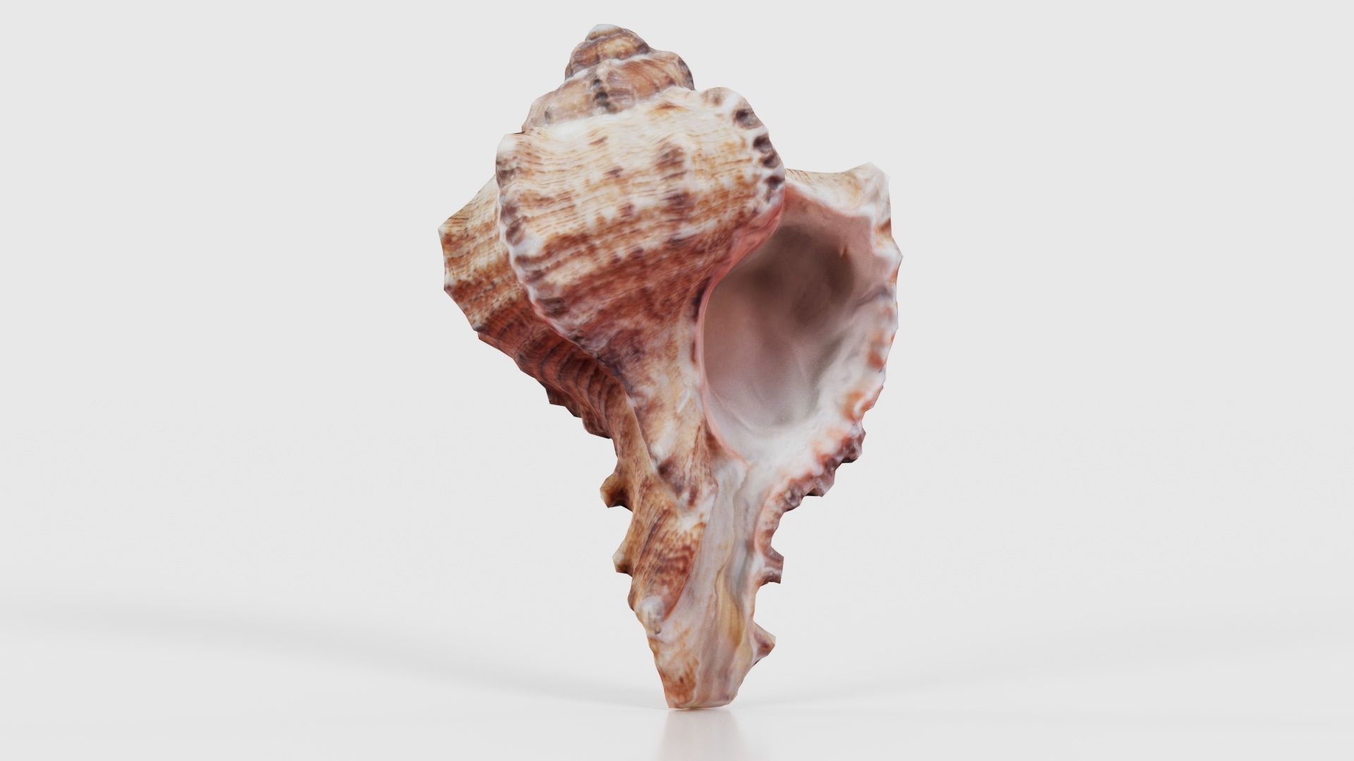 Shell Low-poly 3D model_16